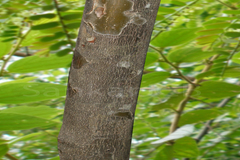 Phyllanthus polyphyllus